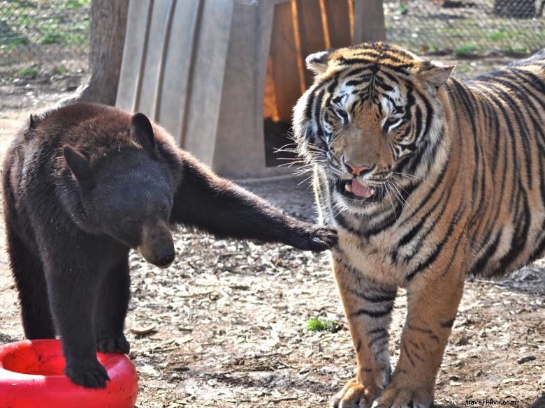 Noah s Ark Animal Sanctuary: Compassionate Care for All Creatures