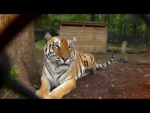 Noah s Ark Animal Sanctuary: Compassionate Care for All Creatures