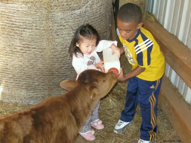 Noah s Ark Animal Sanctuary: Compassionate Care for All Creatures