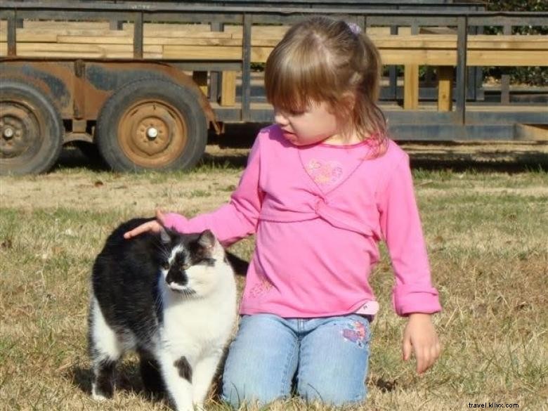 Noah s Ark Animal Sanctuary: Compassionate Care for All Creatures