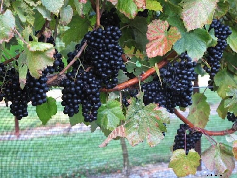 Stonewall Creek Vineyards: Award-Winning Wines & Chef‑Crafted Dining