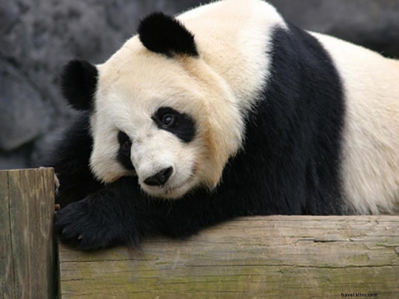 Discover Zoo Atlanta: The Premier Destination for Giant Pandas