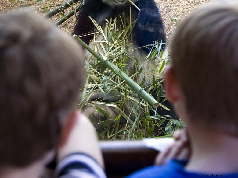 Discover Zoo Atlanta: The Premier Destination for Giant Pandas