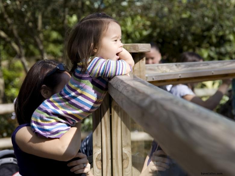 Discover Zoo Atlanta: The Premier Destination for Giant Pandas