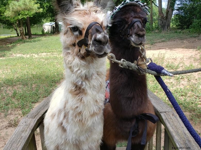 Peloquins Perch Llama Tours: Your Trusted Llama Adventure