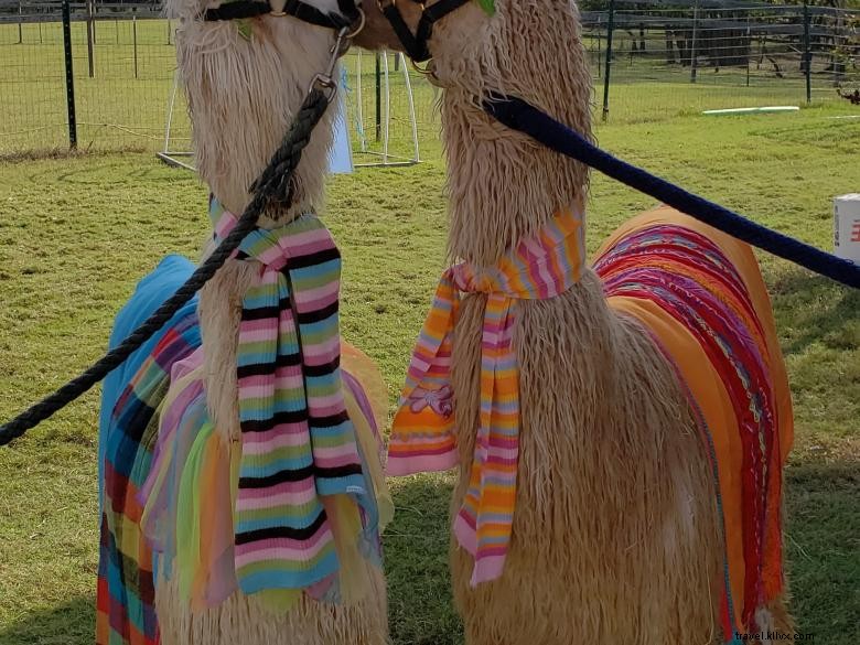 Peloquins Perch Llama Tours: Your Trusted Llama Adventure