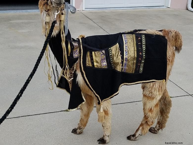 Peloquins Perch Llama Tours: Your Trusted Llama Adventure