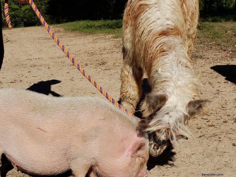 Peloquins Perch Llama Tours: Your Trusted Llama Adventure