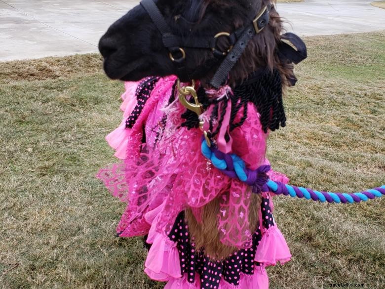 Peloquins Perch Llama Tours: Your Trusted Llama Adventure