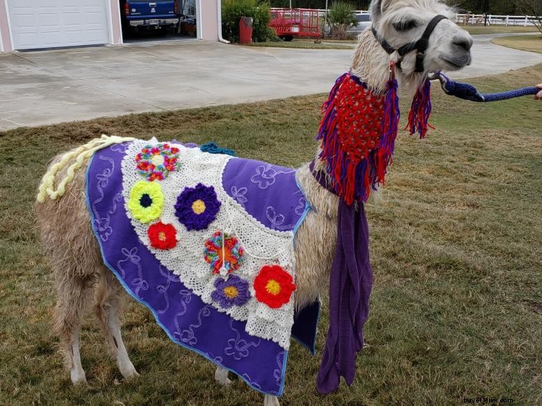 Peloquins Perch Llama Tours: Your Trusted Llama Adventure