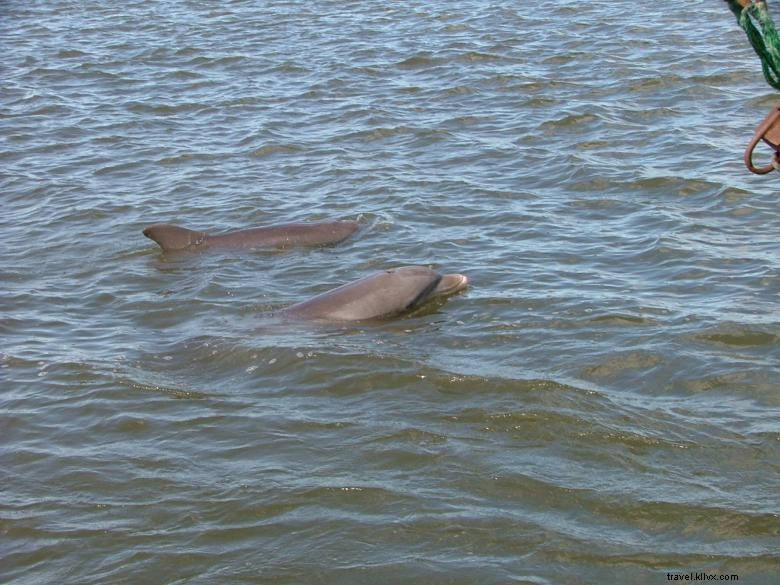 Bull River Cruises: Sustainable Eco Tours Along Georgia’s Coast