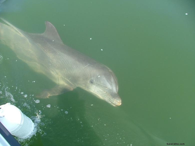 Bull River Cruises: Sustainable Eco Tours Along Georgia’s Coast