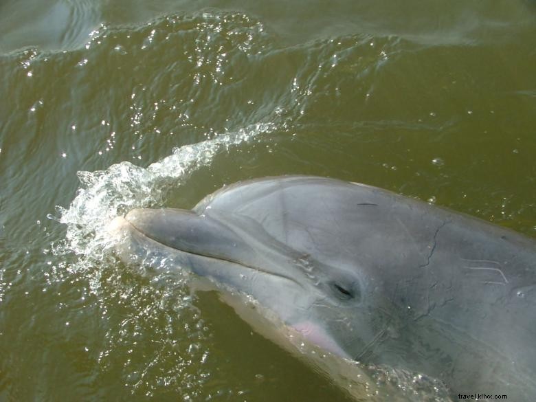 Bull River Cruises: Sustainable Eco Tours Along Georgia’s Coast