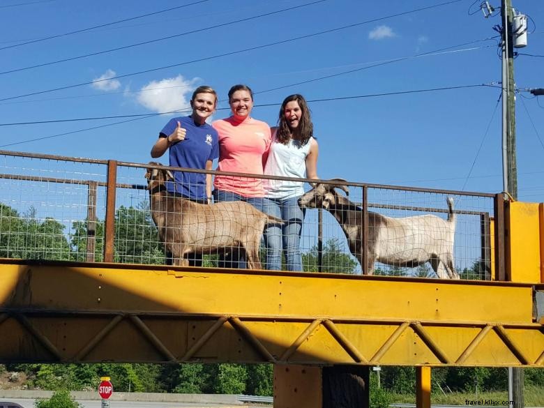Goats on the Roof: A Serene Rural Tale
