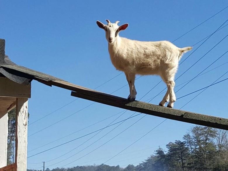 Goats on the Roof: A Serene Rural Tale