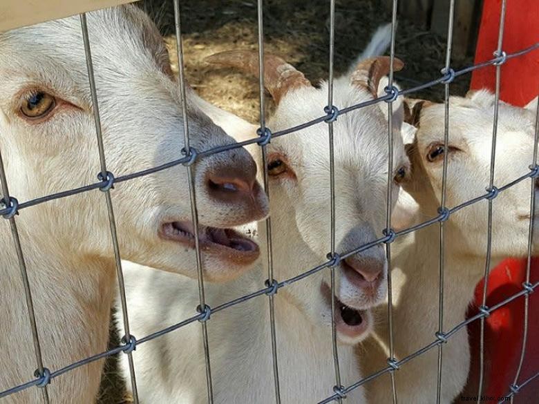 Goats on the Roof: A Serene Rural Tale