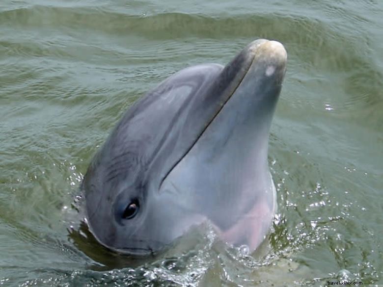 Captain Derek’s Dolphin Adventure: A Marine Exploration