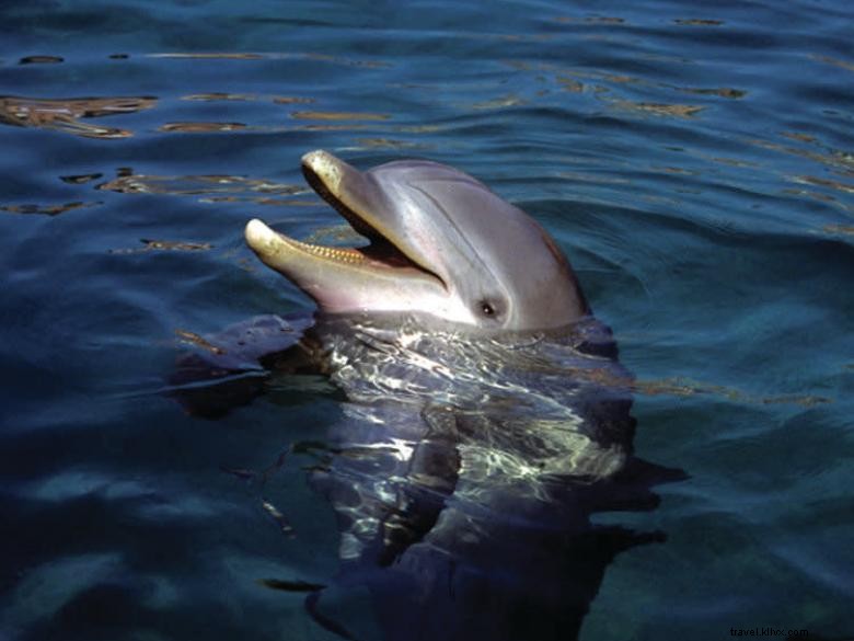 Captain Derek’s Dolphin Adventure: A Marine Exploration