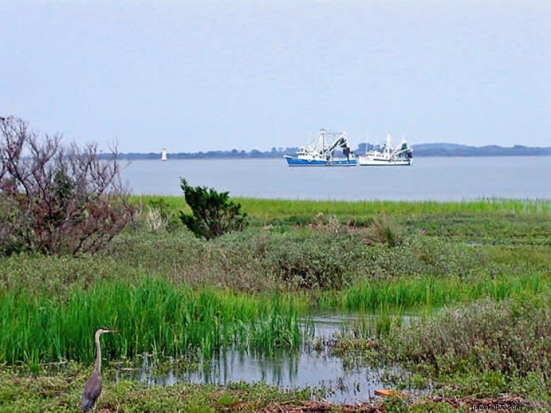 Captain Derek’s Dolphin Adventure: A Marine Exploration
