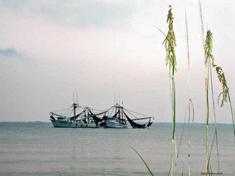 Captain Derek’s Dolphin Adventure: A Marine Exploration