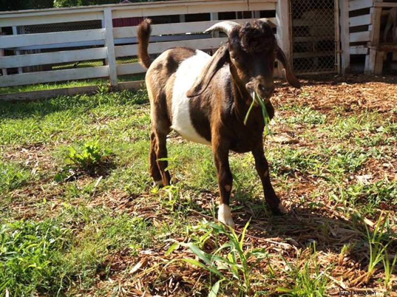 Butts Mill Farm – A Serene Rural Retreat