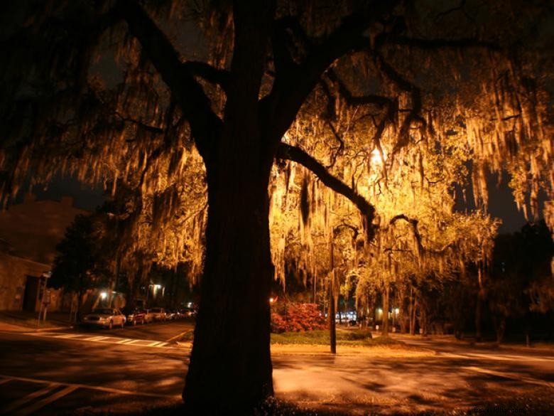 Explore Authentic Cobblestone Tours – Heritage Walks & Scenic Routes