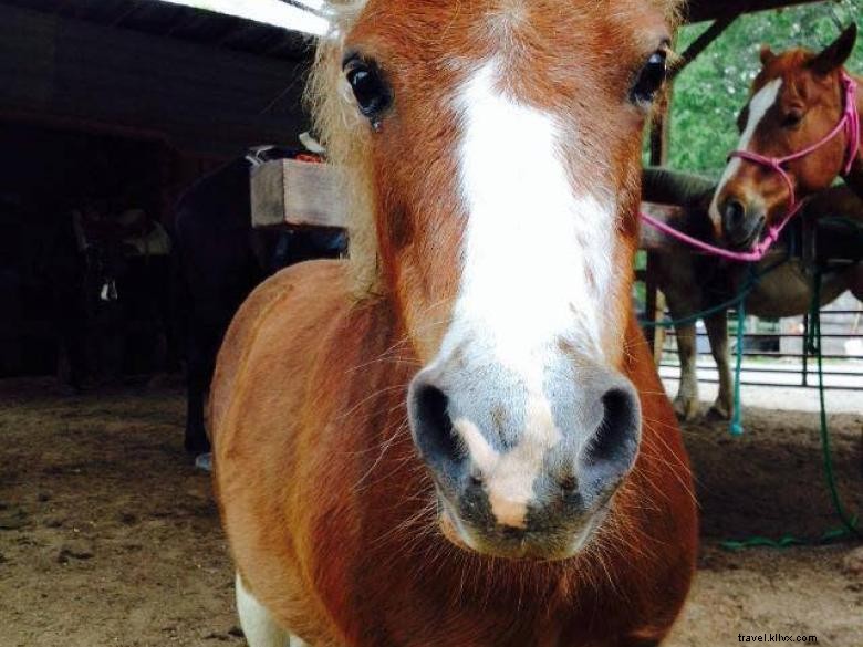 Chattahoochee Stables: Premier Horse Boarding & Training Facility