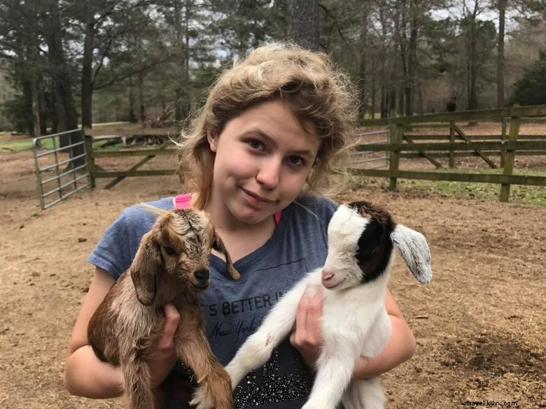 Explore Shiloh Acres Farm & Shop: A Family-Friendly Farm Experience