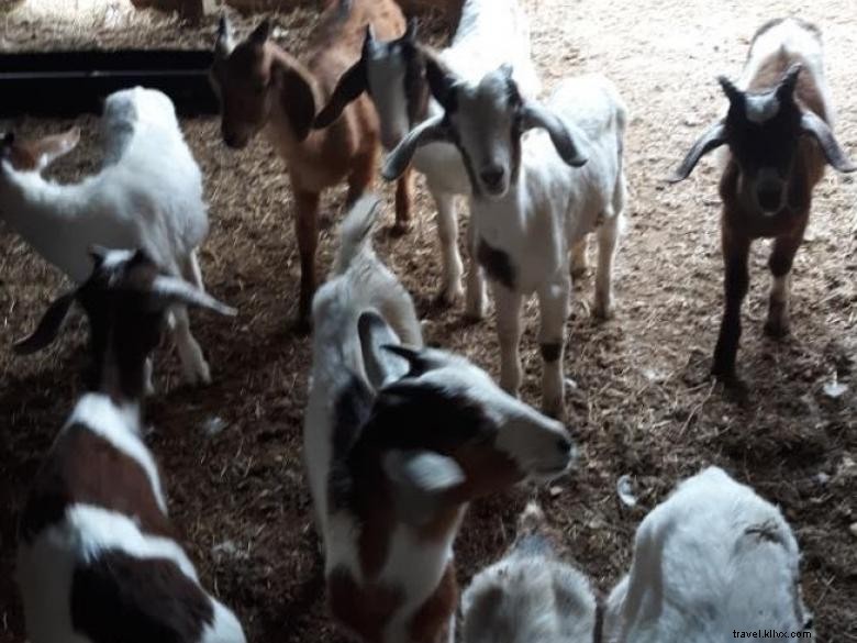 Explore Shiloh Acres Farm & Shop: A Family-Friendly Farm Experience