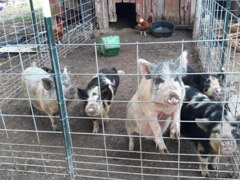 Explore Shiloh Acres Farm & Shop: A Family-Friendly Farm Experience