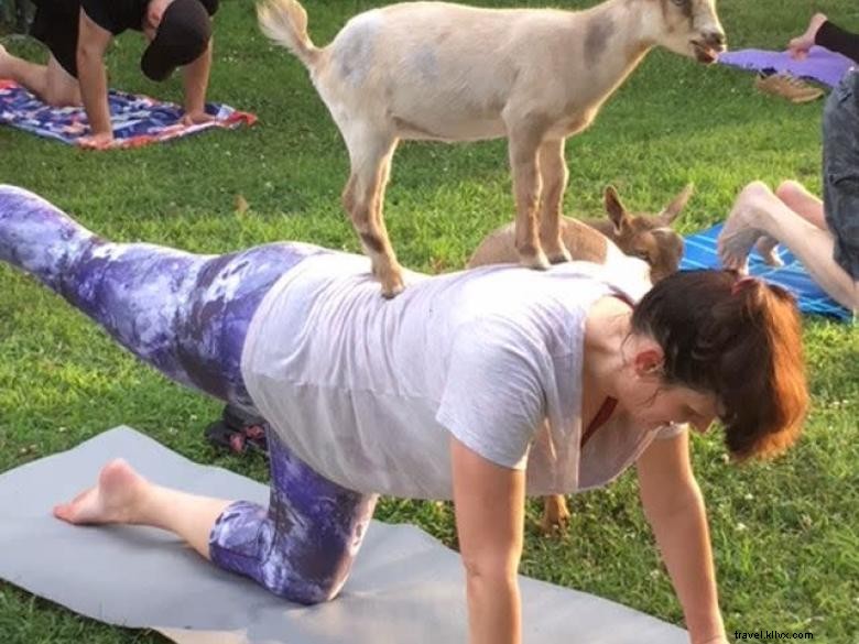 Goat Yoga in Georgia – A Unique Wellness Experience