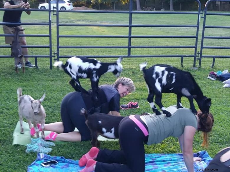Goat Yoga in Georgia – A Unique Wellness Experience