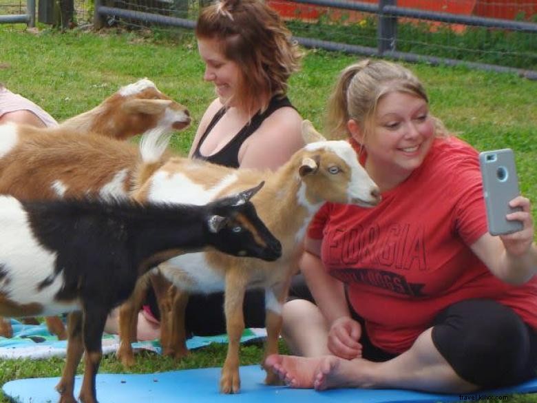 Goat Yoga in Georgia – A Unique Wellness Experience