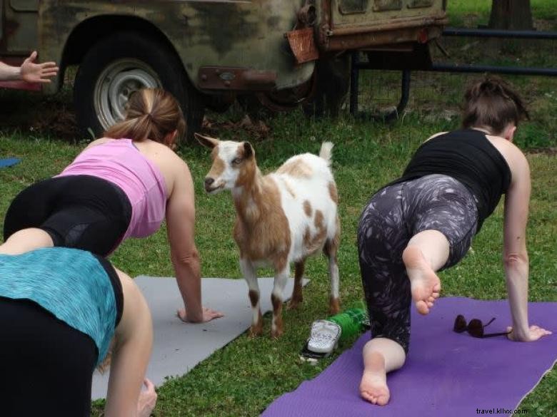 Goat Yoga in Georgia – A Unique Wellness Experience