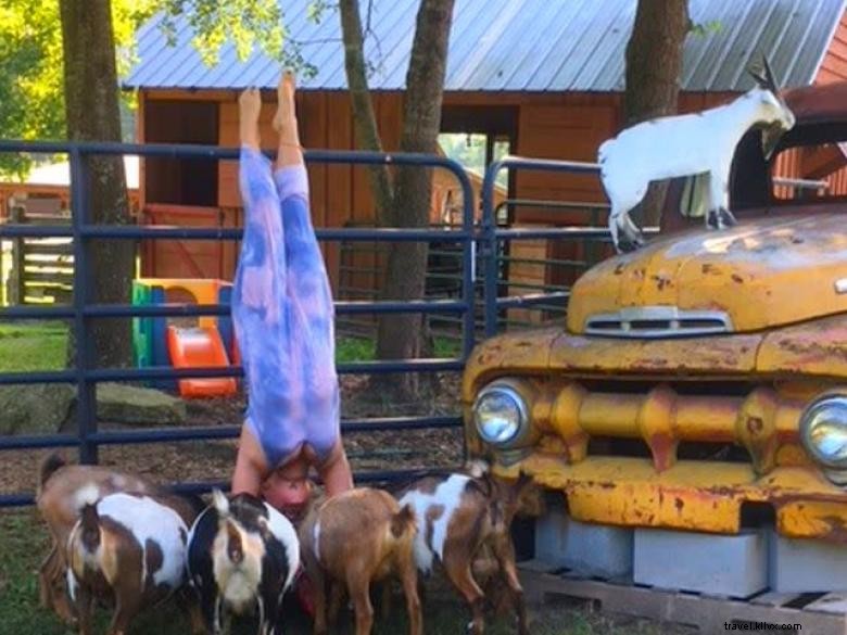 Goat Yoga in Georgia – A Unique Wellness Experience