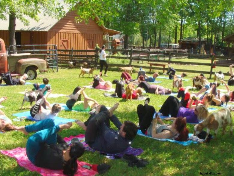 Goat Yoga in Georgia – A Unique Wellness Experience