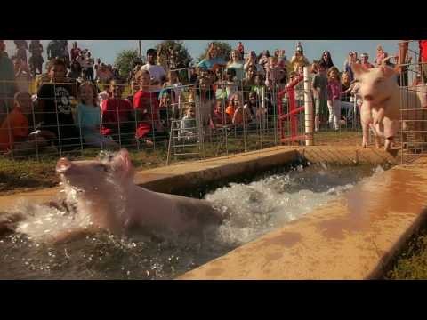 Explore Southern Belle Farm: Premium Organic Produce & Farm Experience