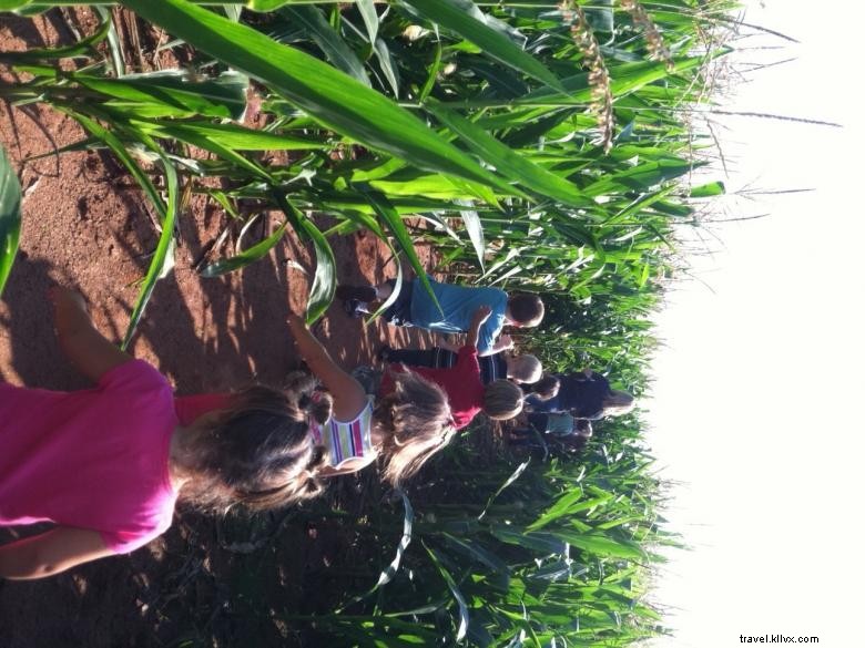 Explore Southern Belle Farm: Premium Organic Produce & Farm Experience