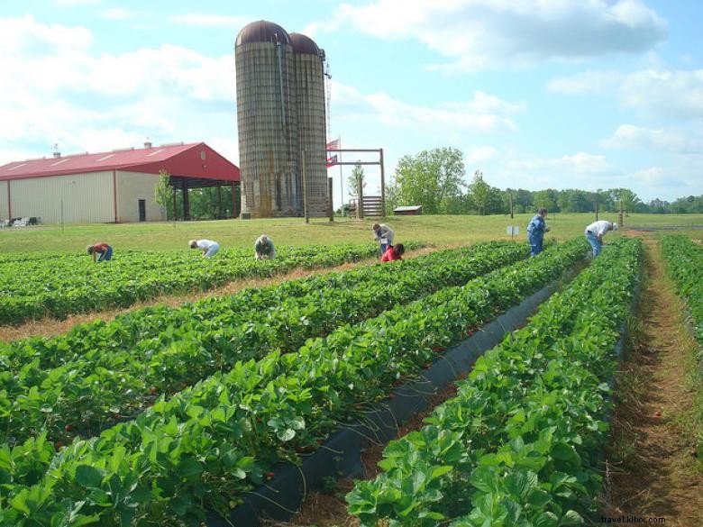 Explore Southern Belle Farm: Premium Organic Produce & Farm Experience