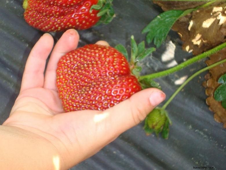 Explore Southern Belle Farm: Premium Organic Produce & Farm Experience