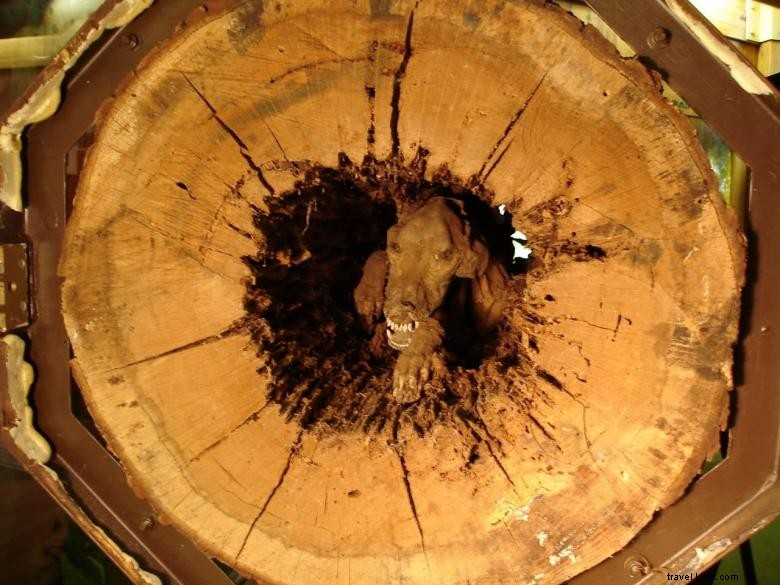 Discover Southern Forest World: Scenic Coastal Georgia & Waycross Guide