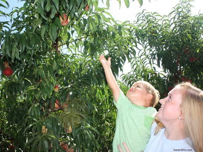 Jaemor Farms: Family-Run Fresh Produce & Homemade Jams