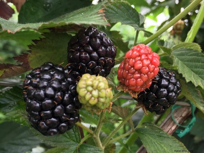 Jaemor Farms: Family-Run Fresh Produce & Homemade Jams