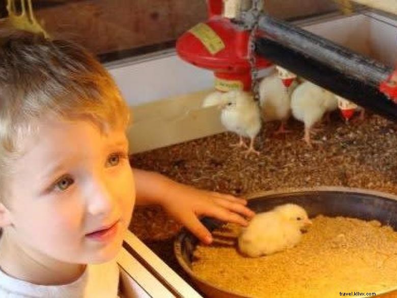 Hillcrest Orchards: Fresh Fruit & Family Fun