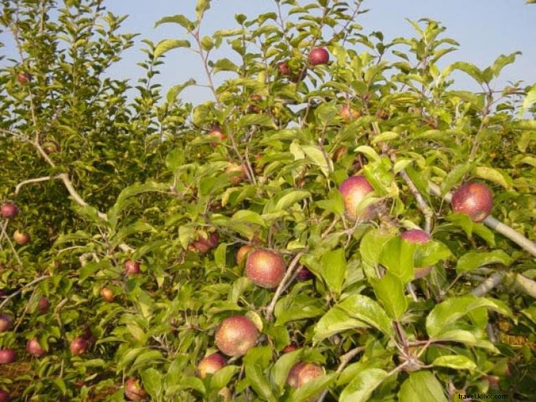 Hillcrest Orchards: Fresh Fruit & Family Fun