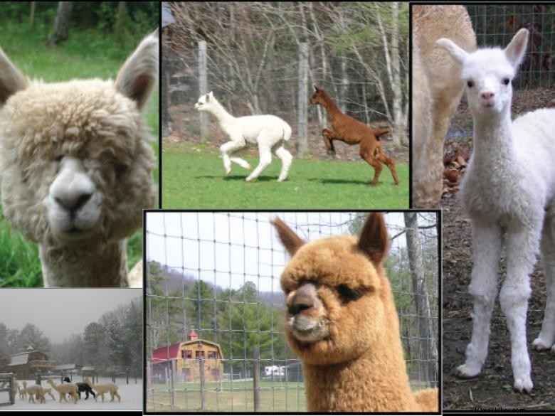 Explore Lasso the Moon Alpaca Farm & Lardworks Studio: Glass, Fiber, Jewelry & Alpaca Experiences