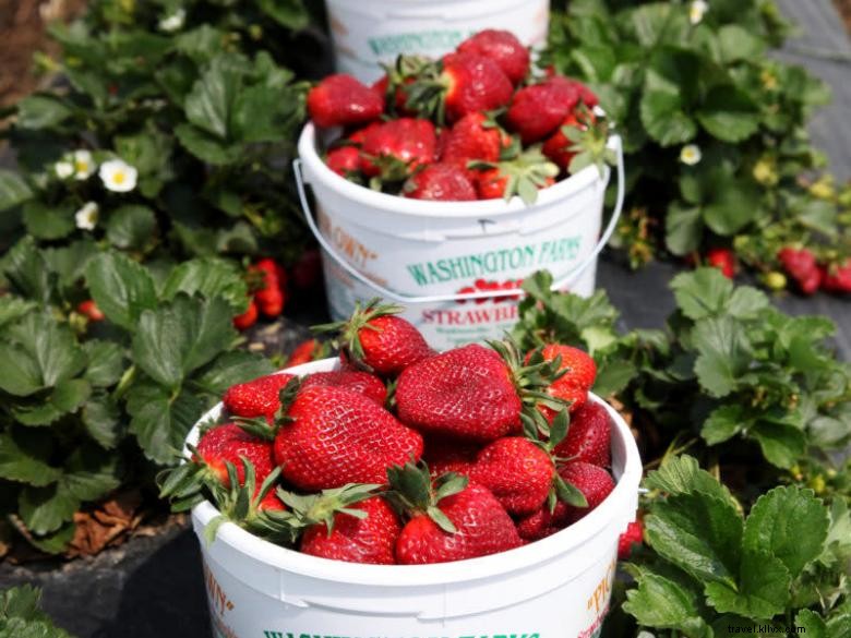 Washington Farms: Premium Pick‑Your‑Own Strawberry Experience