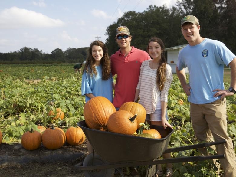 Washington Farms: Premium Pick‑Your‑Own Strawberry Experience