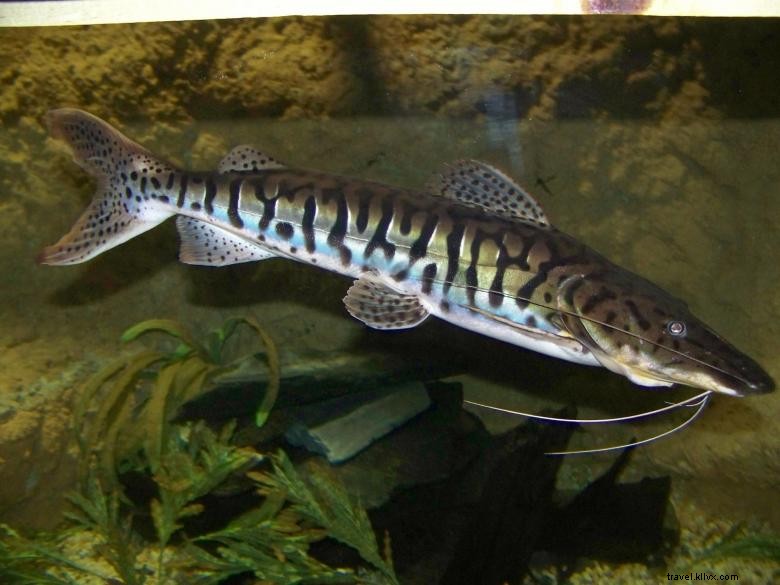 Explore Flint River Aquarium – Family‑Friendly Marine Adventures