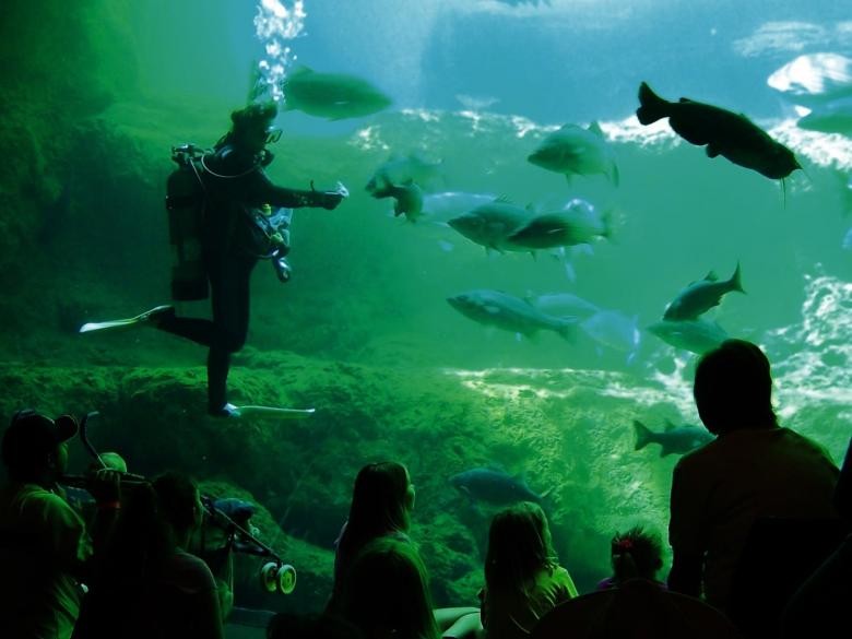 Explore Flint River Aquarium – Family‑Friendly Marine Adventures
